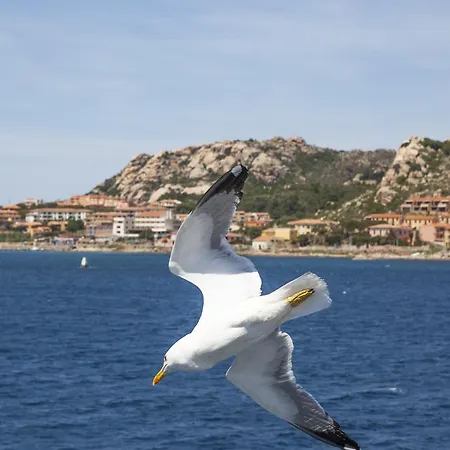 Piccada
